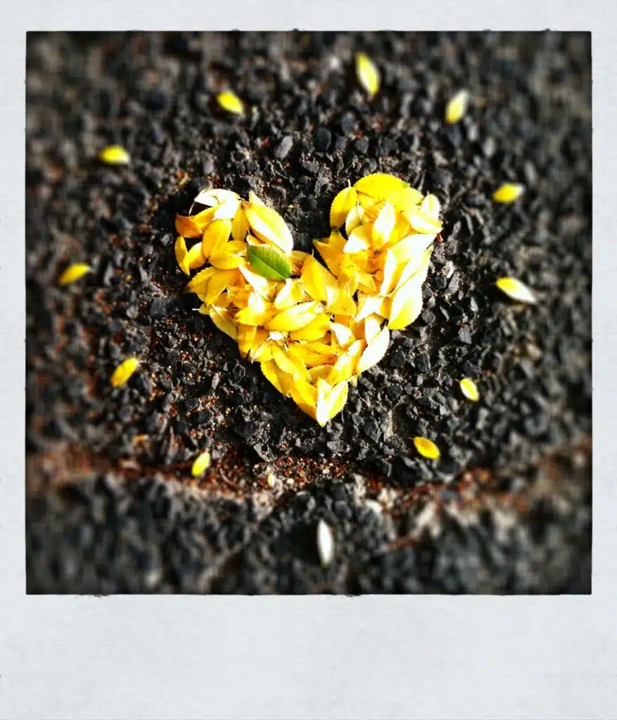 A yellow heart made of flower petals on soil